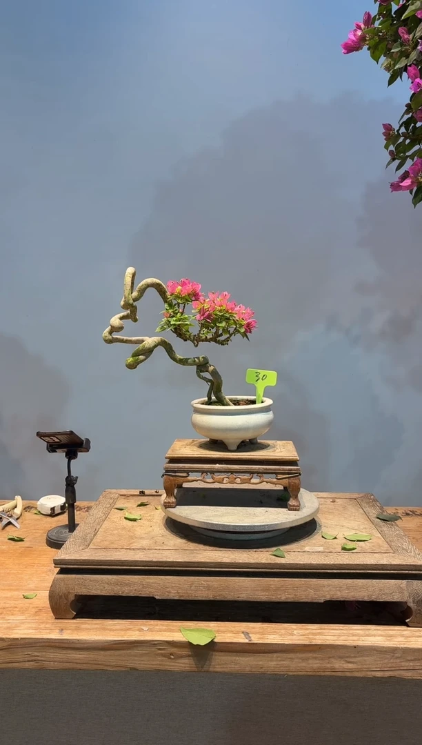 全部花朵钢****具三角梅30