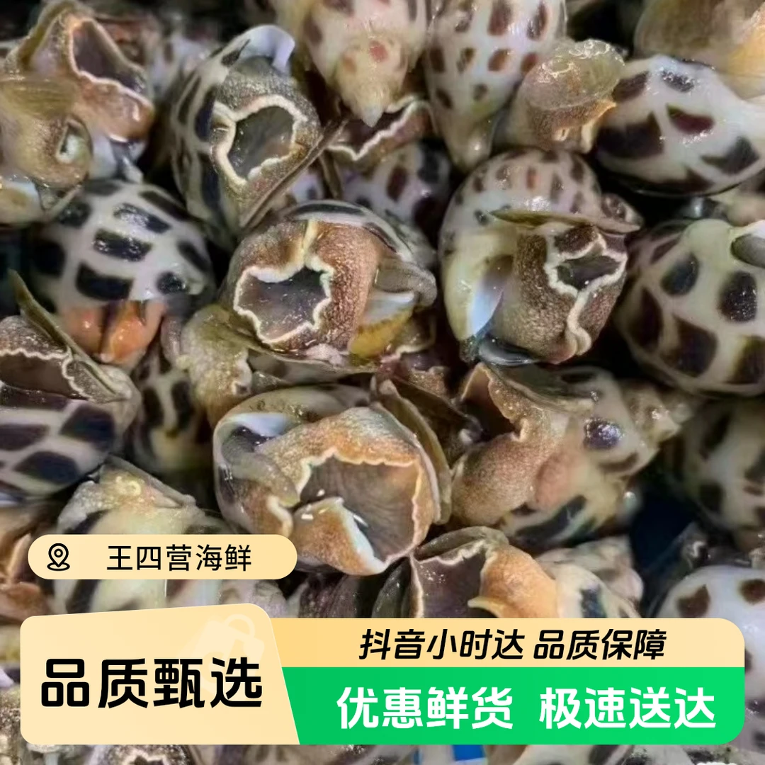 【鲜活】花螺海鲜花螺同城送