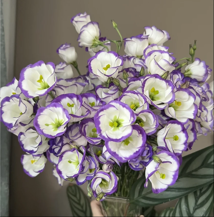 【大聪明卖花】紫边洋桔梗-任意2单鲜花包邮 发货后不支持退款