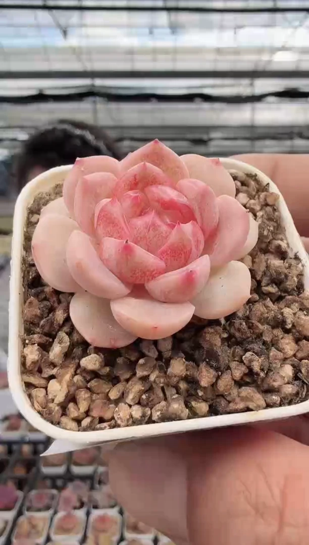 东云多肉园新款-50