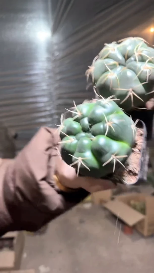 2颗 实生根 美花海王