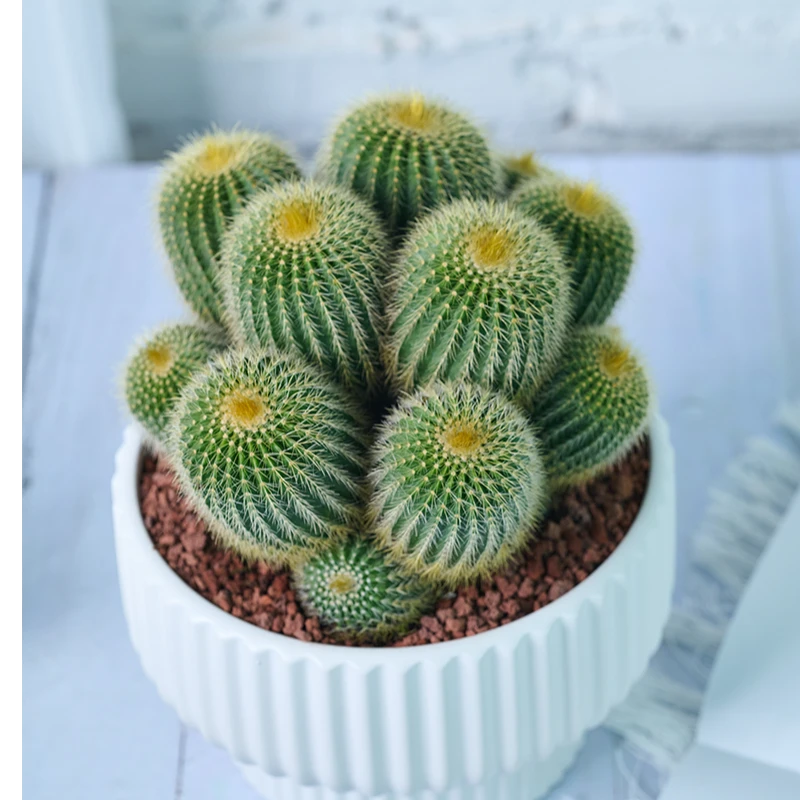 大金冠群网红仙人球落地盆栽生仙人球群生仙人掌裸根开金黄色花朵