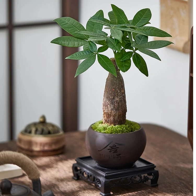 发财树盆栽招财树客厅办公室桌面小盆景好养易活金钱树室内绿植花