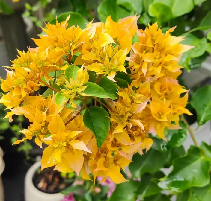 重瓣黄十叁月园艺三角梅袋苗  三角梅花  绿植花卉