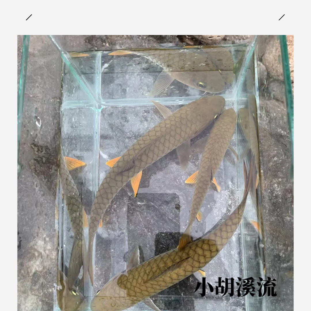 溪流精灵黄鳍军鱼凶猛鱼冷水观赏鱼溪流山涧观赏鱼