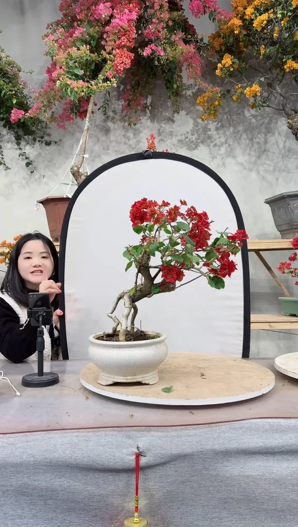 【闪购商品】盆景重瓣红