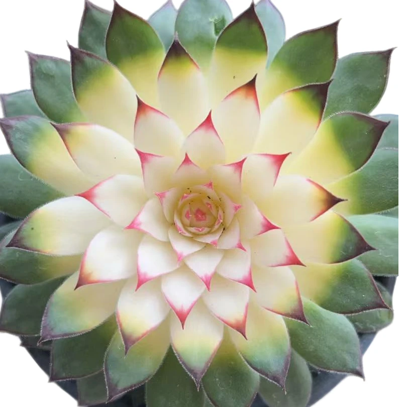 百荟（两单包邮）观音莲多肉植物  带盆发货