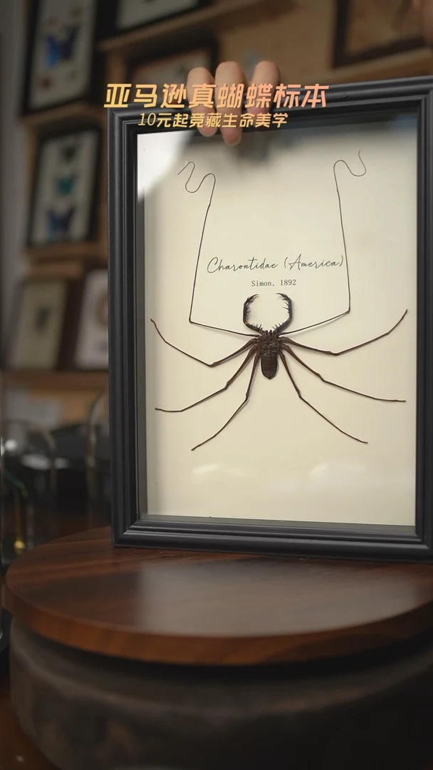 有机玻璃鞭蛛标本