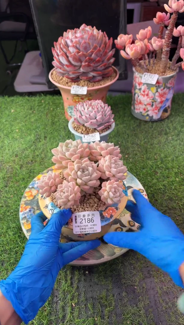 昆明印象多肉2186