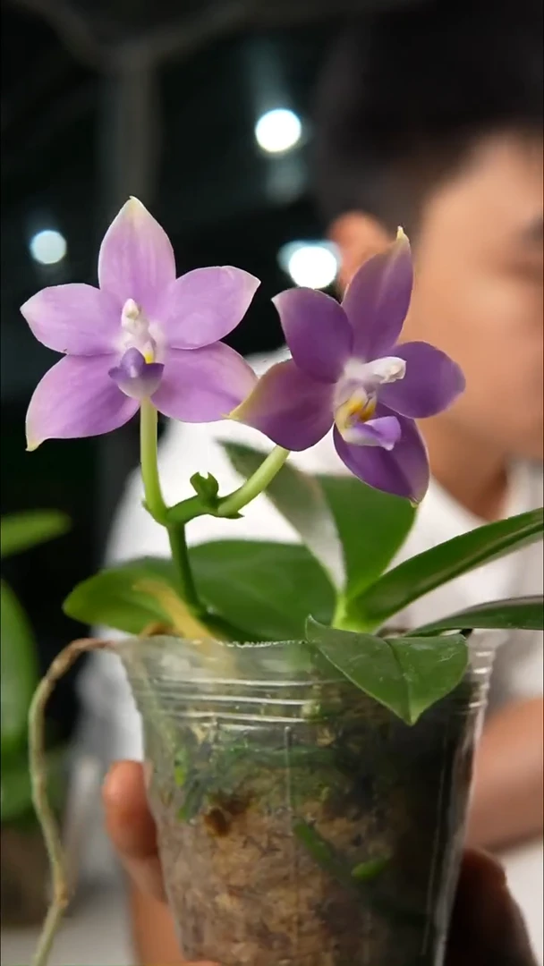 完全开放蓝爱交反射龙交狗交反射龙（2.5）轻微叶瑕