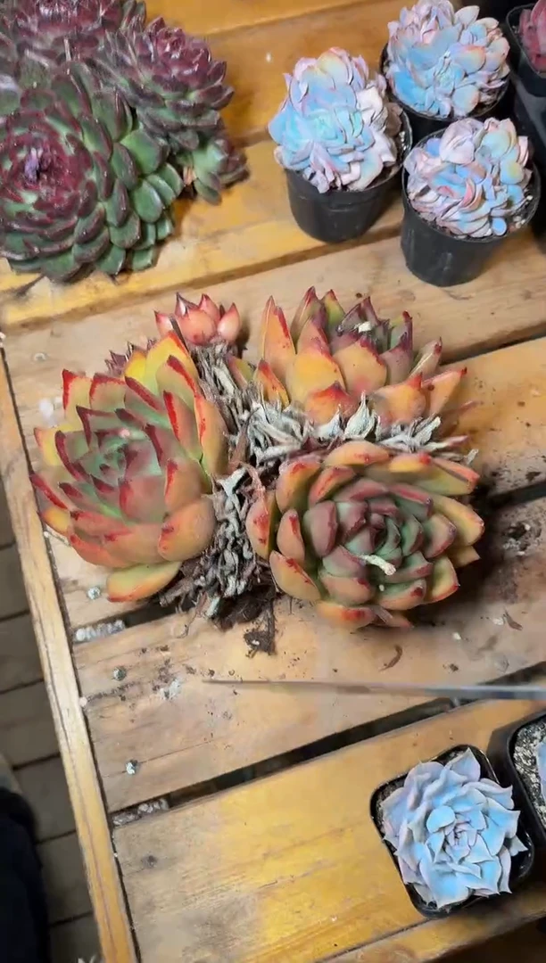 3头黄色母本东云（20cm）脱土