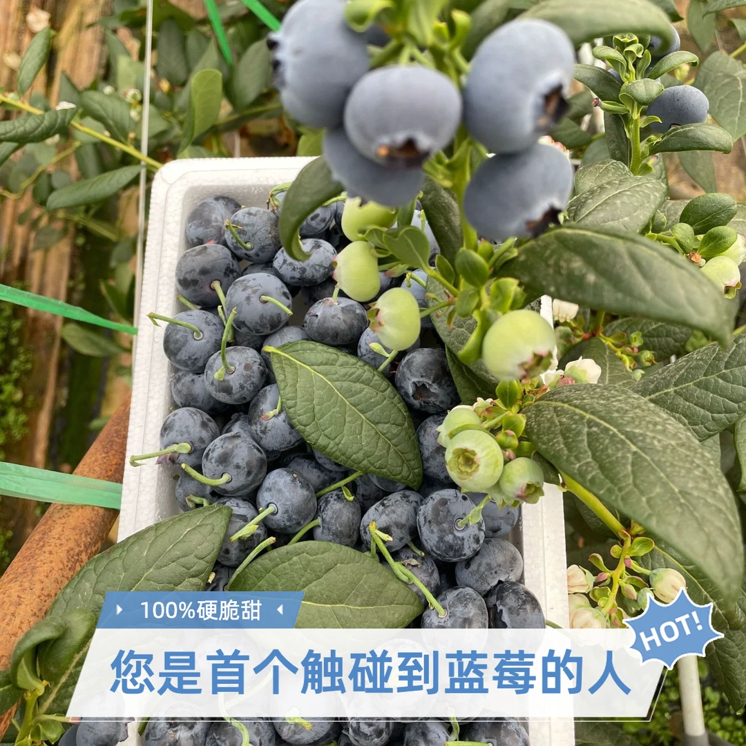 【一箱试吃装】400g装云南澄江抚仙湖花香蓝莓现摘现发孕妈宝宝水果