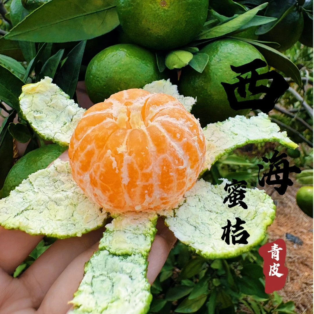 江西永修易家河特产青皮蜜桔新鲜应季水果皮薄多汁酸甜可口