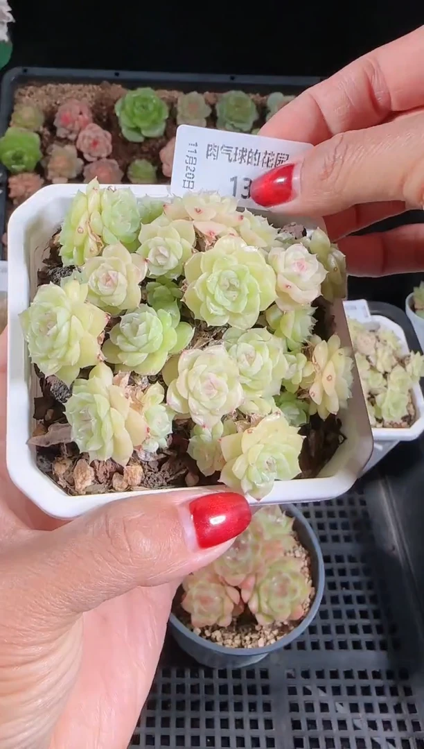 1120-132群生不包整