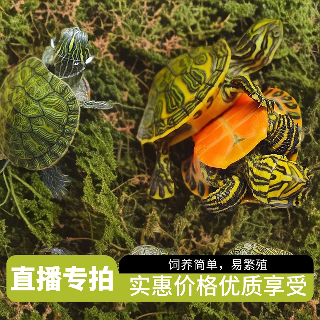 【直播专用】直播间选龟一物一拍对应数字即可