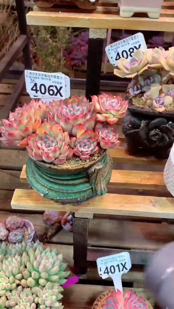 406X（一物一拍实付满28发货，默认不带盆土）