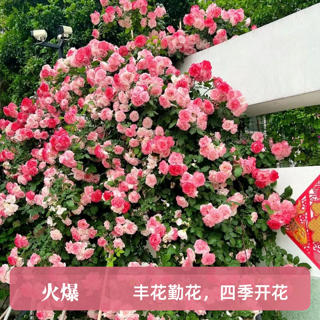 【樱霞买一送一】月季丰花勤花藤本月季爬墙庭院四季开花欧月品种苗