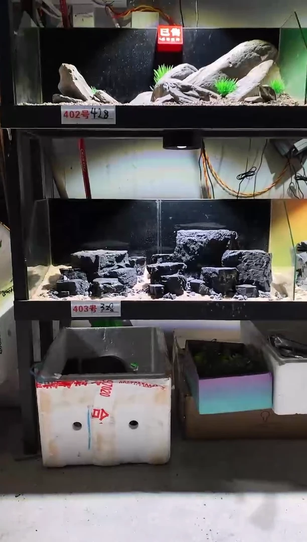 403号鱼缸造景（不含底砂）
