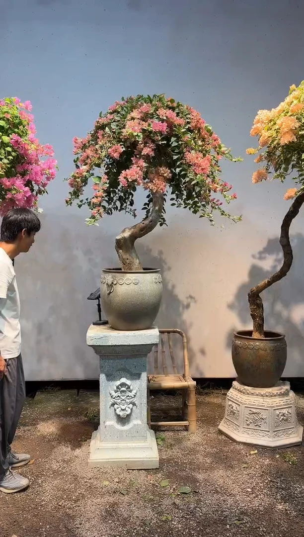 全部花朵童*样三角梅38