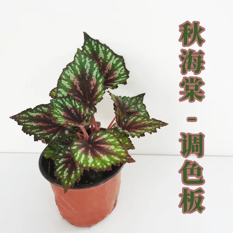 秋海棠室内观赏植物好养易活网红盆栽（拍一发九）叶损不包售后