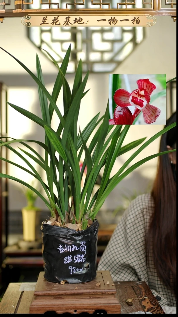 完全开放春剑红荷8苗5花苞