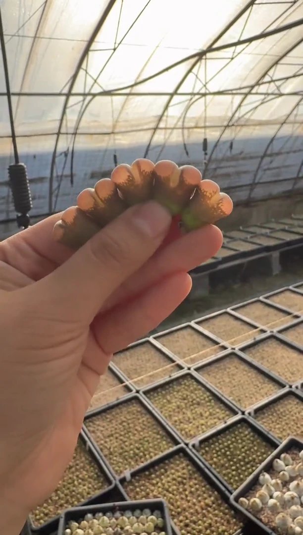 【天津专属】136多肉植物肉锥定向C10一颗