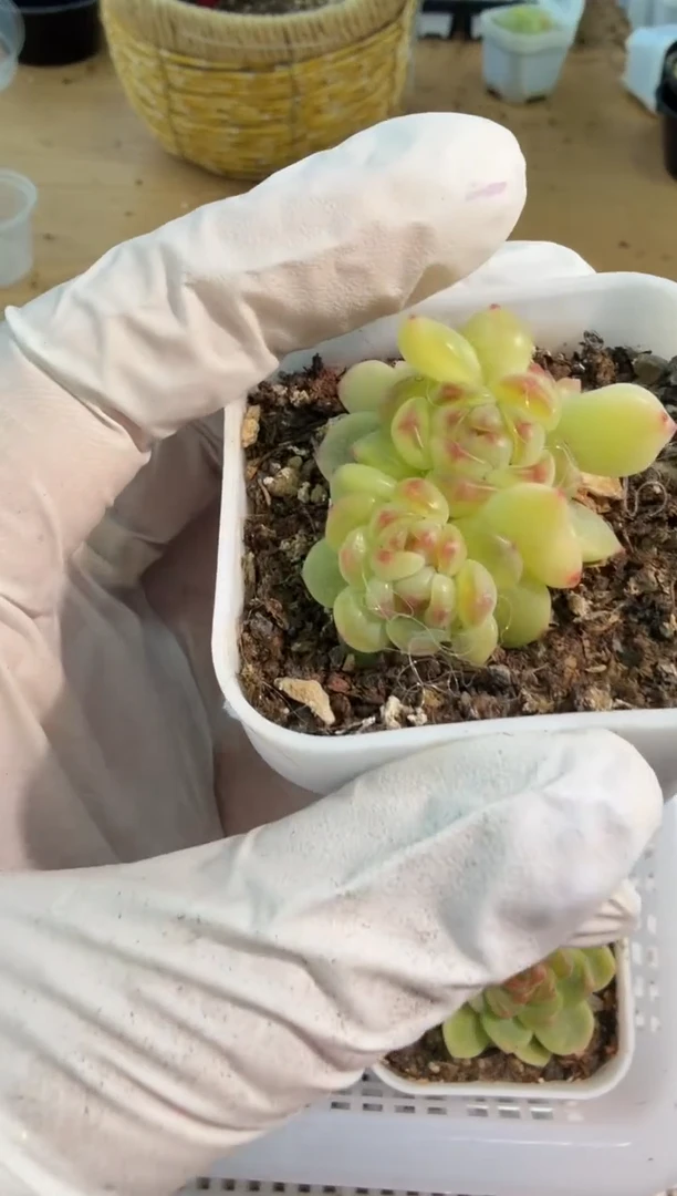 西米露/三头五方一盆 量拍混发