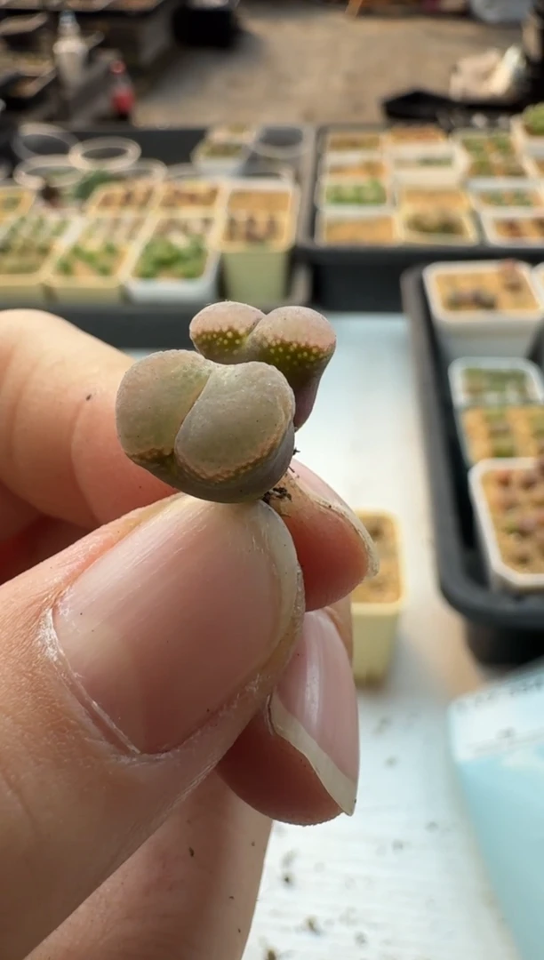 【闪购商品】17-353