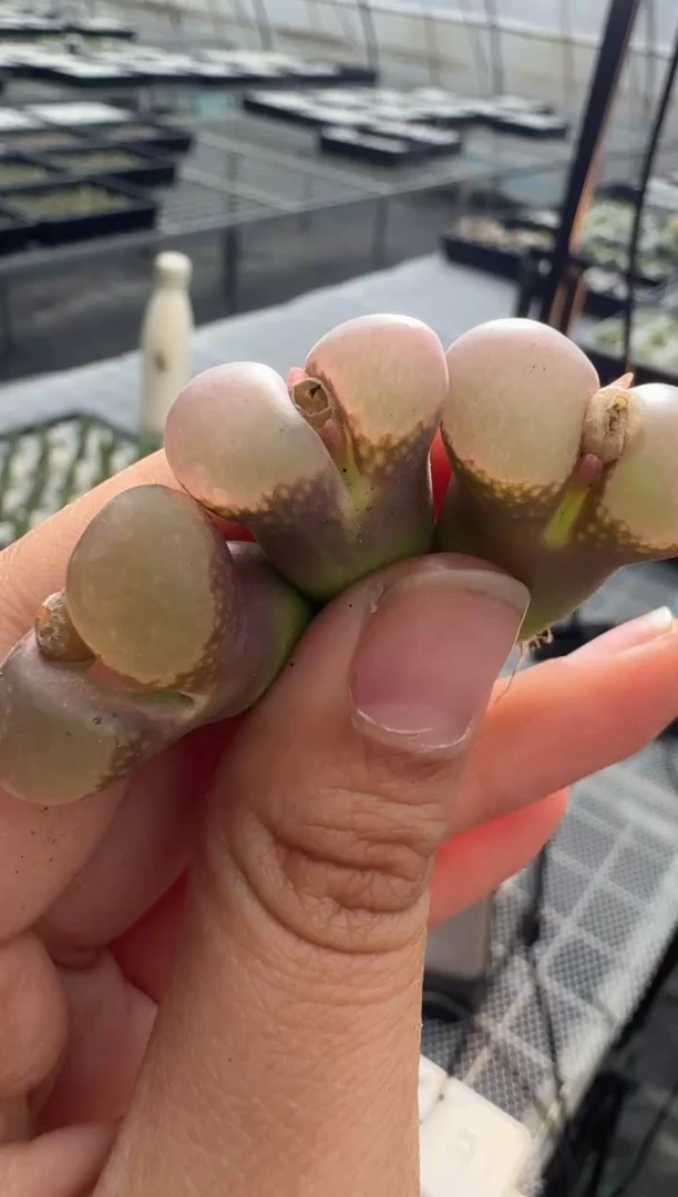 129多肉植物肉锥粉c10一颗