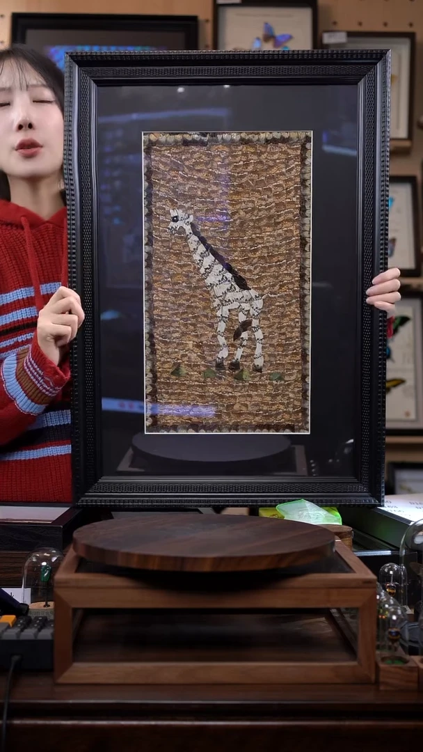 蝴蝶翅膀蝶翅画竞拍d159