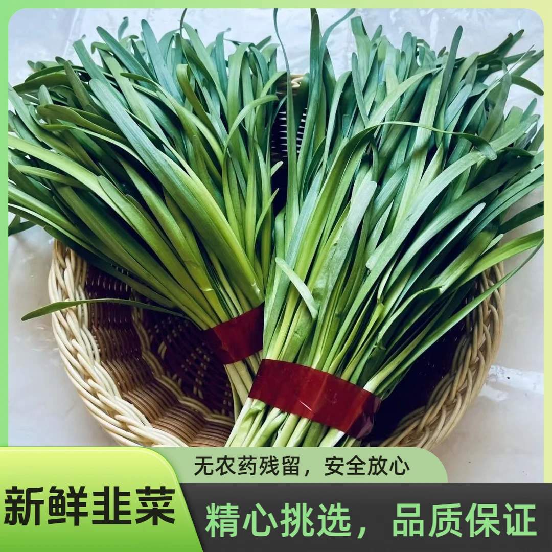 山东韭菜头茬鲜嫩现割农家自种现发新鲜时令蔬菜蔬菜应季