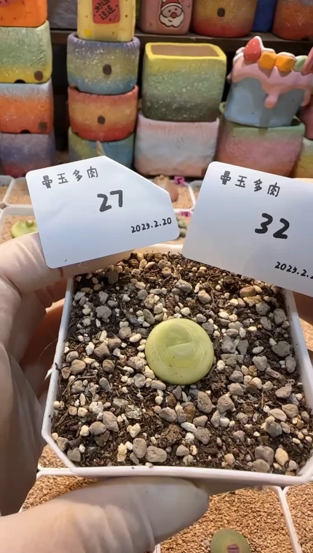 【闪购商品】补差 萌萌酱