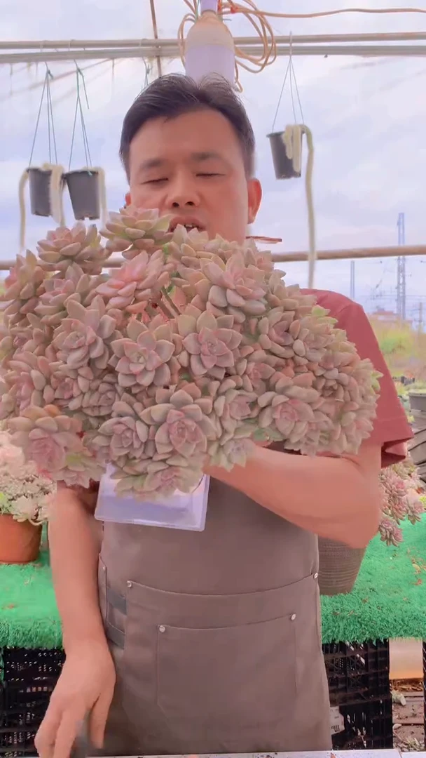 187淡雪缀化一物一拍