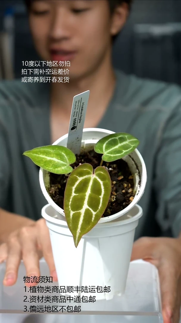 完全开放Crystallinum Panglima