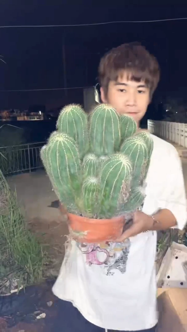 超大群生 银冠【带根】25-30cm