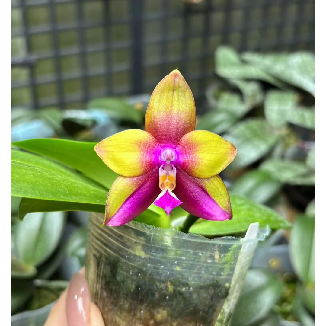 黑鹰A  2.5寸 原生趣味蝴蝶兰【锦尚兰业】