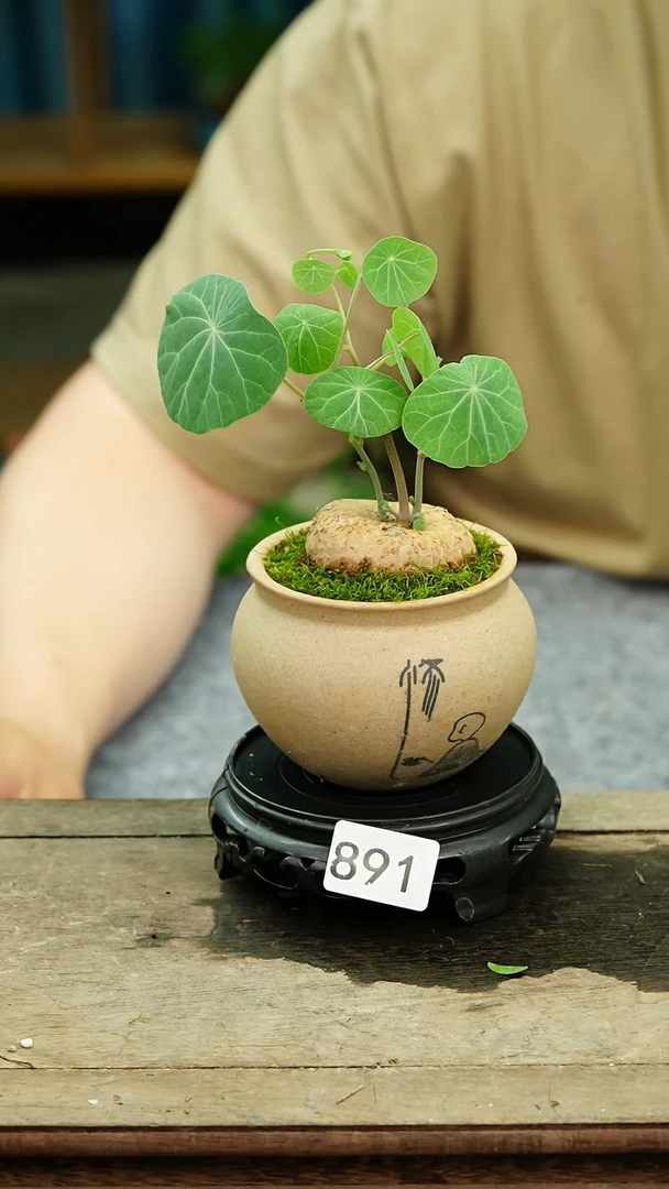无花朵苔藓微景观891号