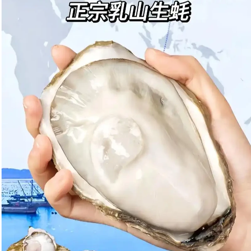 【拍5斤送5斤】正宗乳山生蚝产地直发5两到1斤冷链到家