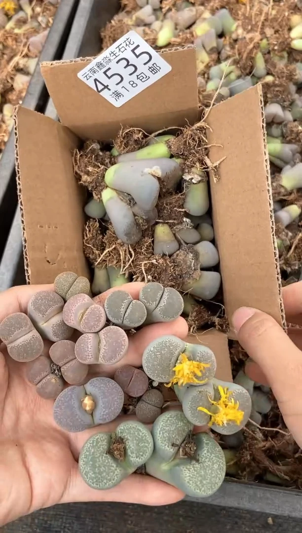 4535特价碧琉璃有疤瑕疵发货1箱量拍【保底40颗】
