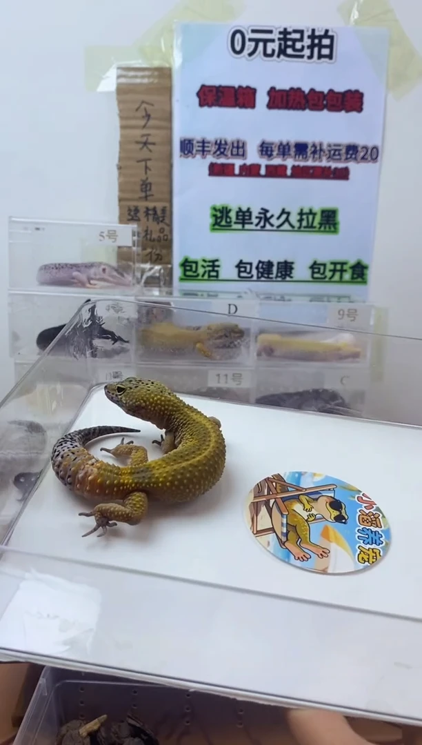 豹纹守宫豹纹守宫幼苗亚成体成体