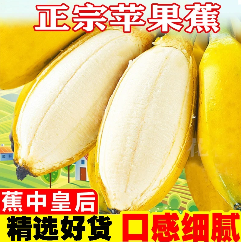 正宗广西苹果蕉产地直发5斤3斤现摘现发时令新鲜水果粉蕉芭蕉香蕉