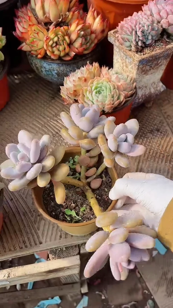 【闪购商品】17185