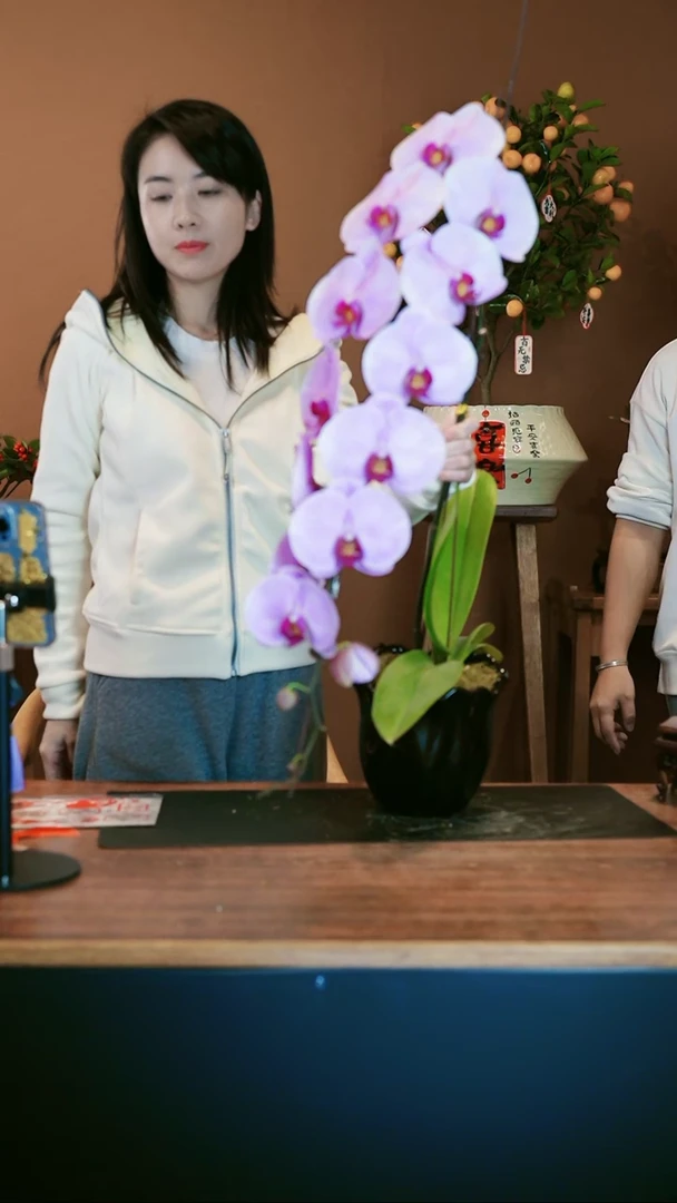 【闪购商品】盆景龙兰