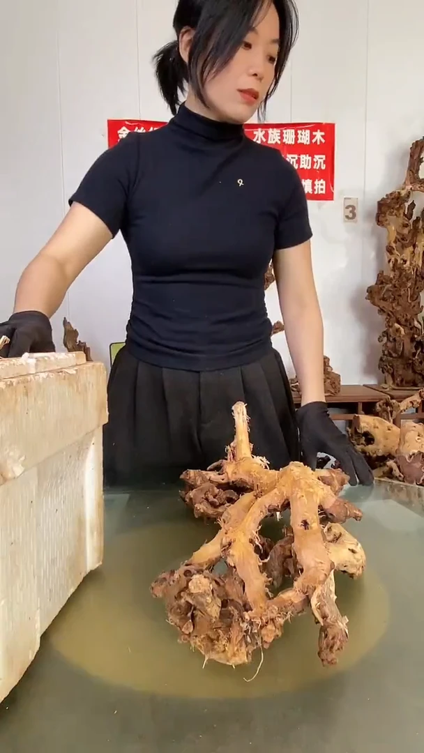 香榧木美**产金丝红木 羊蹄甲