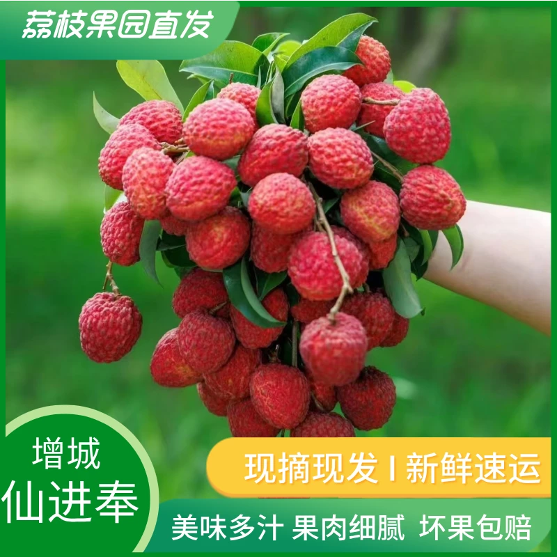 空运包邮增城仙进奉荔枝新鲜水果当季精选现摘现发农家一箱礼盒装