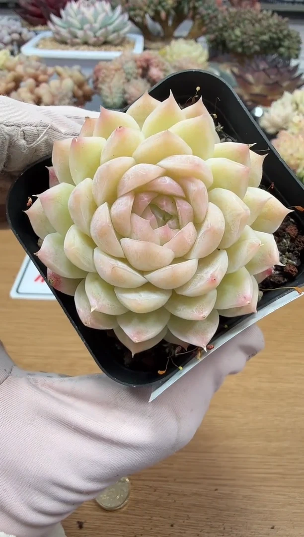 东云多肉园二店-63