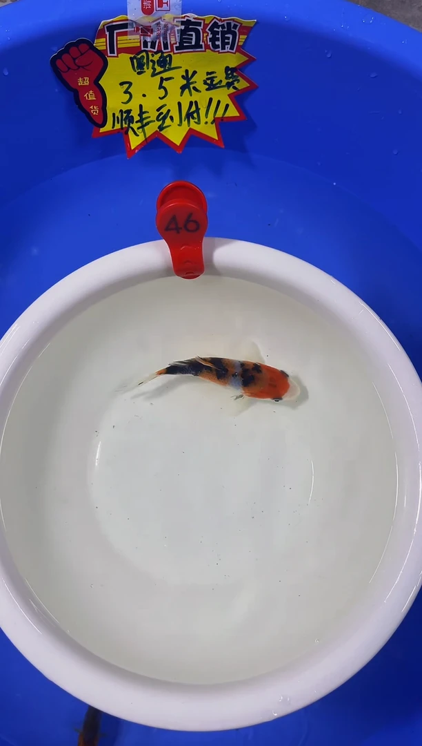 锦鲤活体二号链接