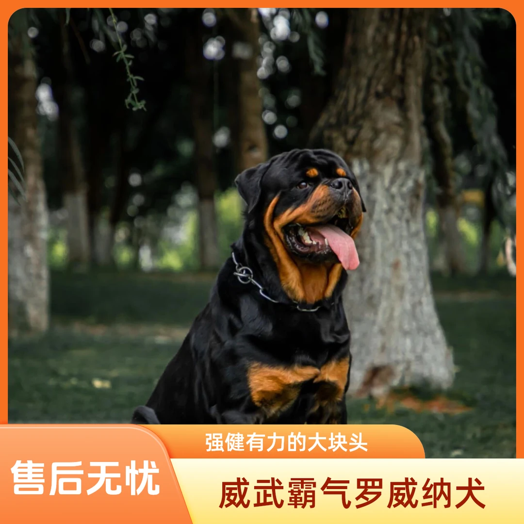 【大饼名犬庄园】罗威纳名犬赛级巡回犬