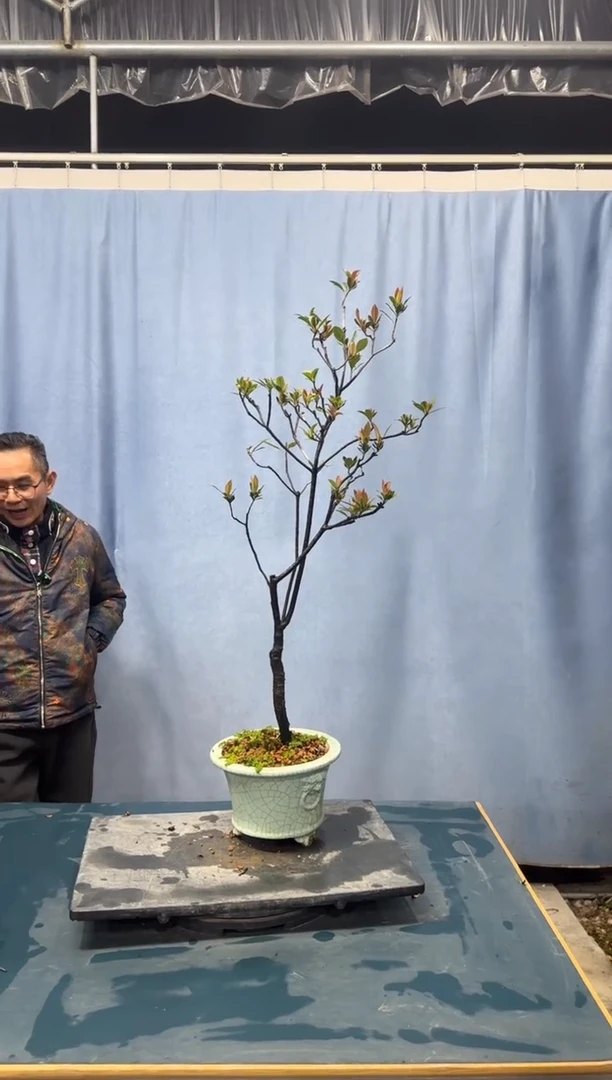 【闪购商品】盆景春花