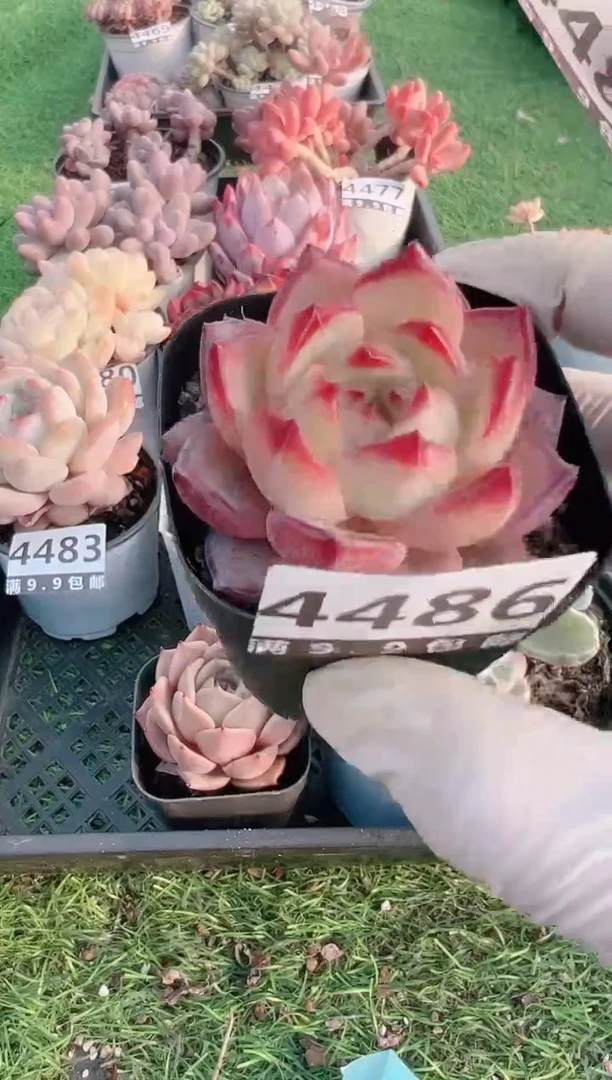 【闪购商品】信福多肉一物一拍